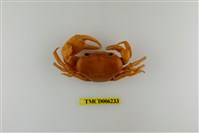 藏品(黃灰澤蟹)的圖片